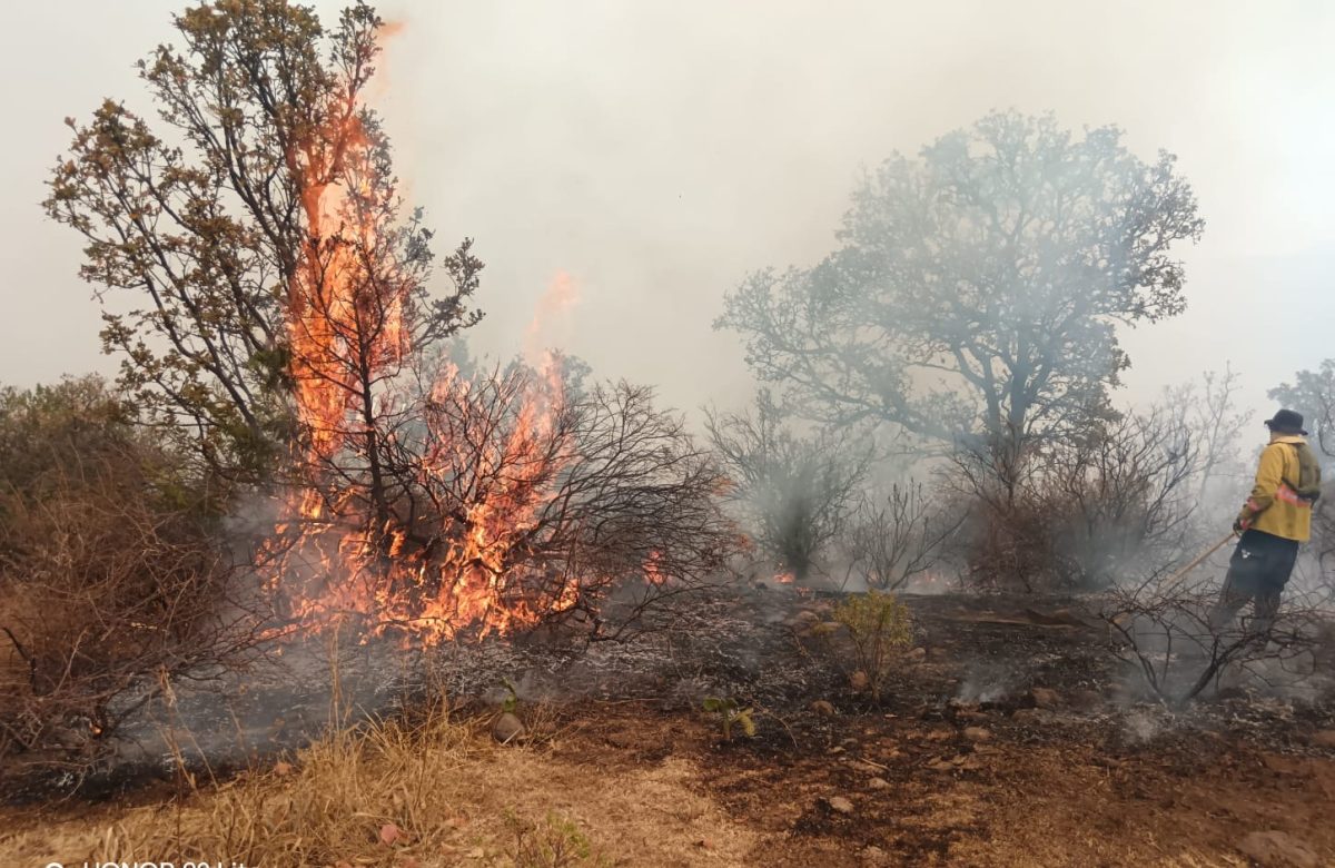 Fuerza de Tarea enfrenta feroz incendio en Moyahua
