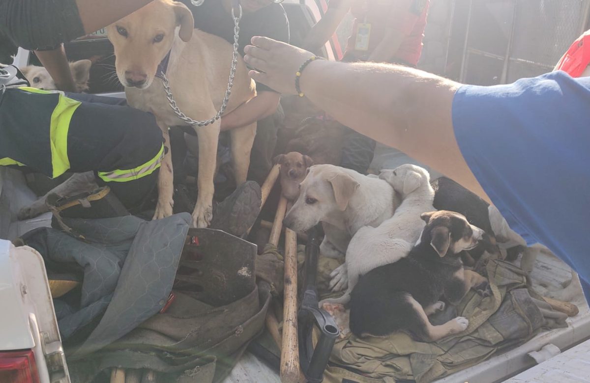 Niño es atacado por perro callejero; Zacatecas lanza operativo permanente
