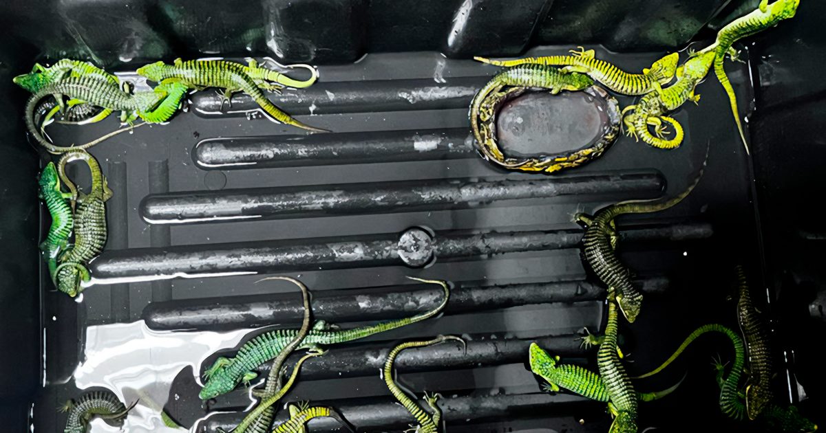 Capturan en CDMX a traficante con casi 300 reptiles destinados a Japón.