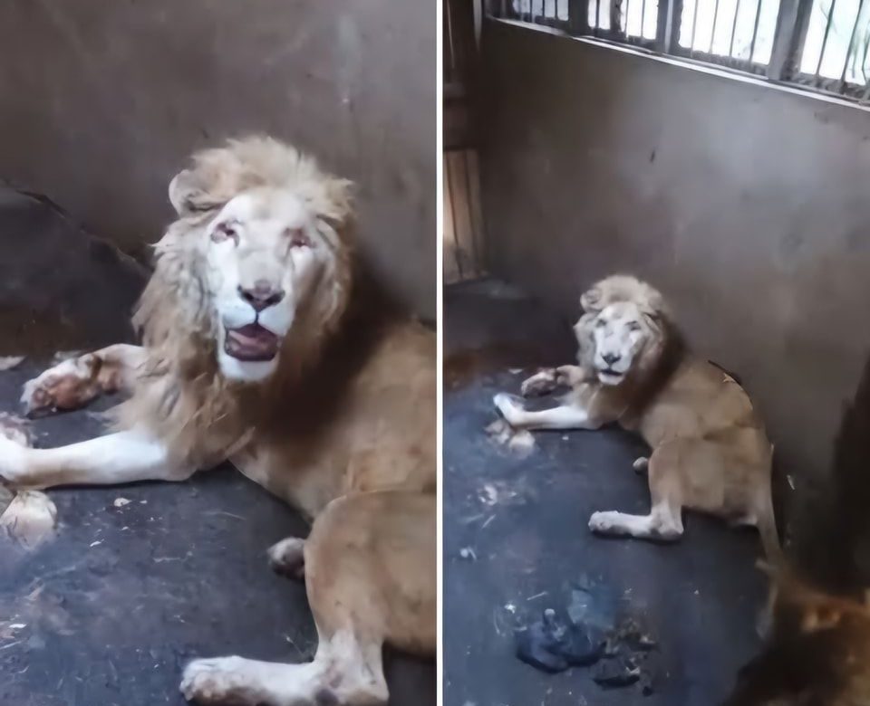 Muere león en zoológico de Culiacán durante inspección oficial de PROFEPA