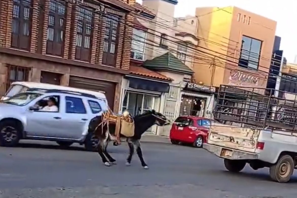 ¡Basta de crueldad! Dos casos de maltrato animal estremecen Zacatecas