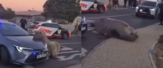 Elefante marino desorientado recorre calles de Sudáfrica y es rescatado por autoridades