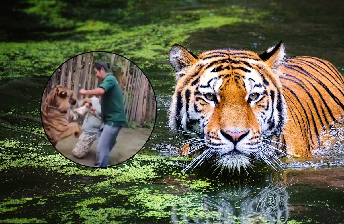 Turista sufre ataque de tigre mientras intentaba tomarse una foto en Tailandia