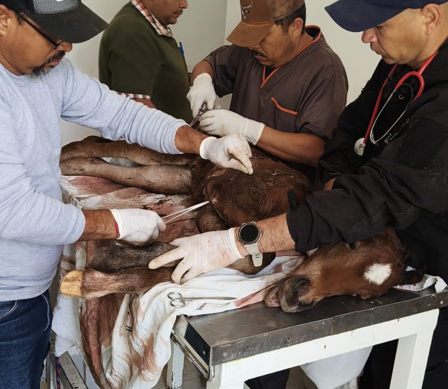 ¡Rescatan a potrillo herido durante parto complicado en Zacatecas!