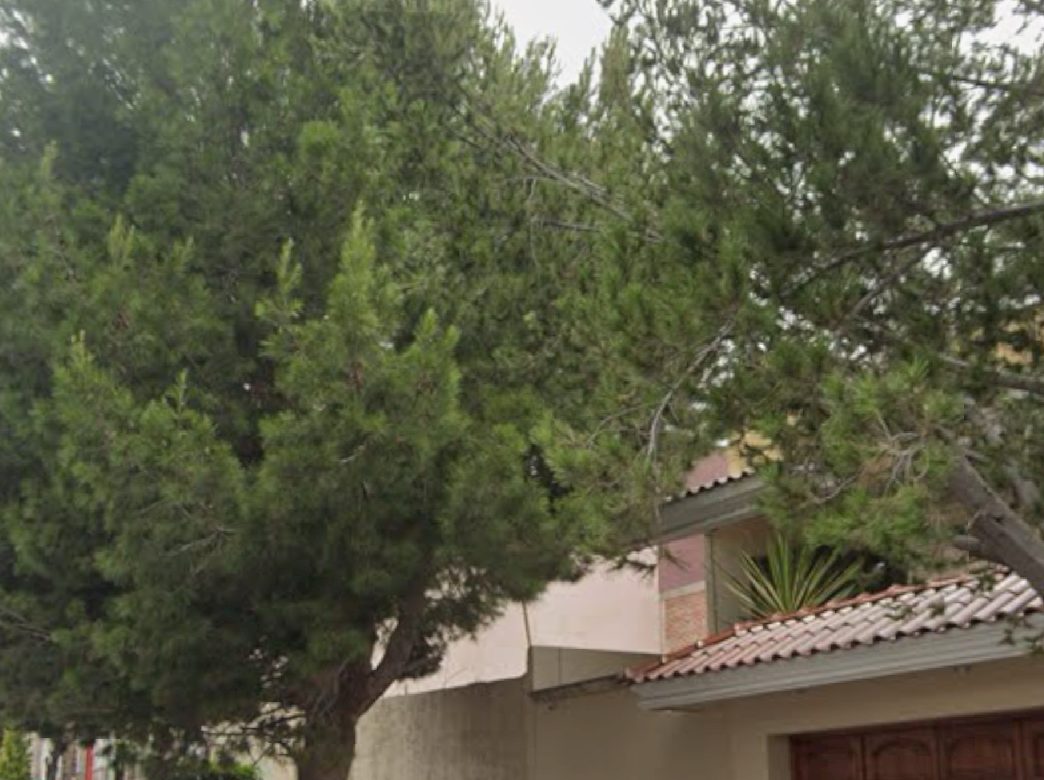 ¿Permiso o negligencia? Retiran árbol de 30 años sin dictamen técnico en Zacatecas