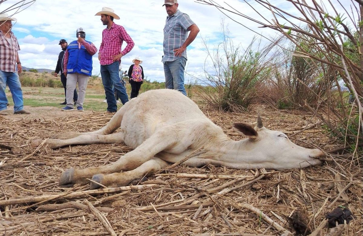 ¿Fueron ovnis o toxinas? ¡Algo mató a más de 20 vacas en Sombrerete!