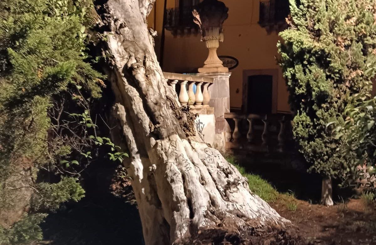 Árbol colapsa en el Jardín de la Madre; el Ayuntamiento ya conocía el deterioro