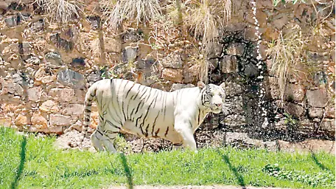 ¡Nuevo rugido en Zacatecas! Tigre albino rescatado inicia nueva vida en santuario de Minera Fresnillo