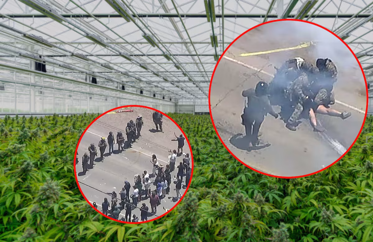 Tensión en California: ICE irrumpe en granja de cannabis y dispersa a manifestantes con gas