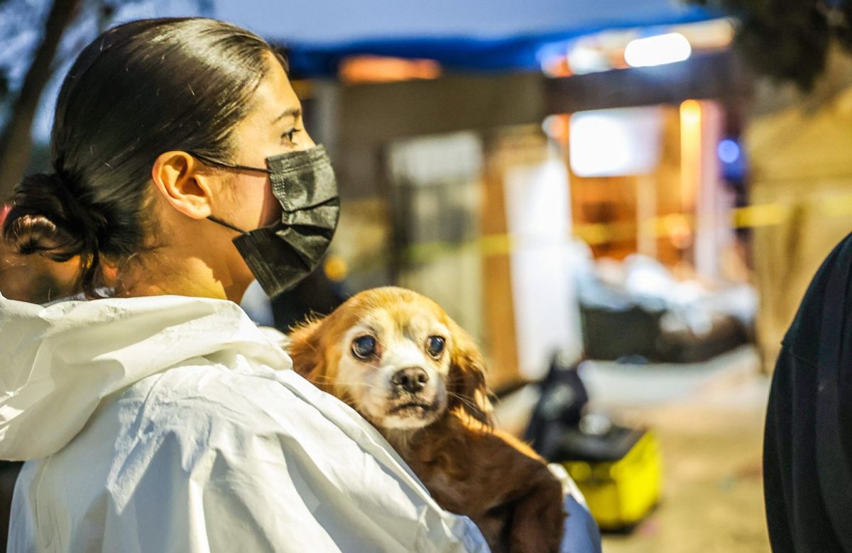 Rescatan a 300 perros en condiciones insalubres en Ensenada