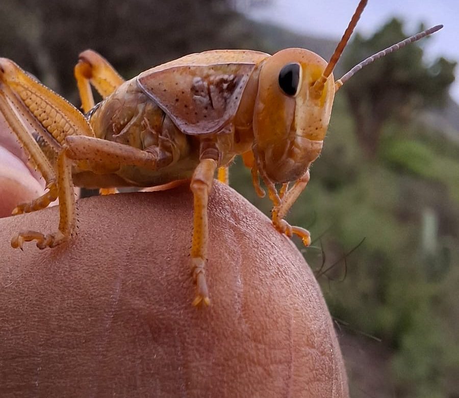 Atiende Gobierno de Zacatecas plaga de chapulín en nueve municipios