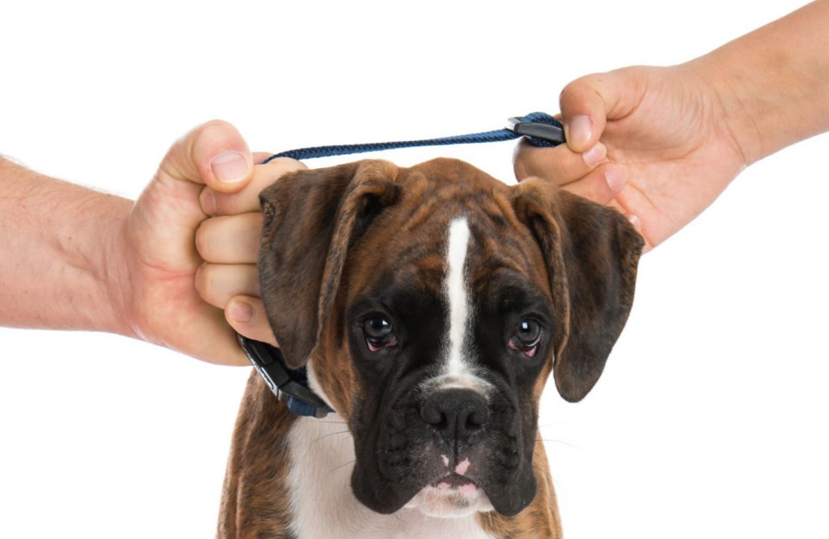 “Los animales también son familia” CDMX aprueba la custodia compartida de mascotas en divorcios