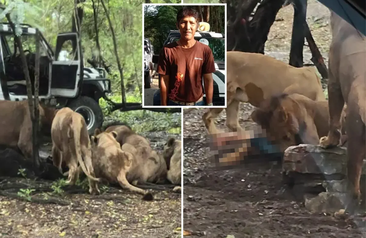 Muere trabajador tras ataque de leones en zoológico de Bangkok