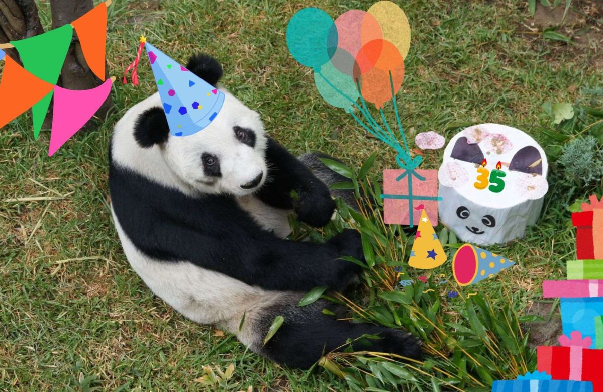 La panda gigante Xin Xin es la última de su especie en América Latina