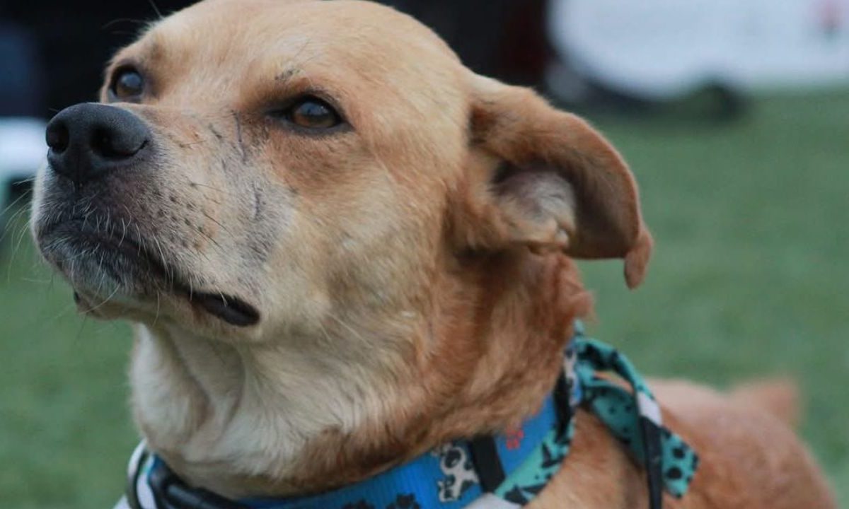 Envenenan a “Chicles”, el perrito corredor que conquistó Tijuana