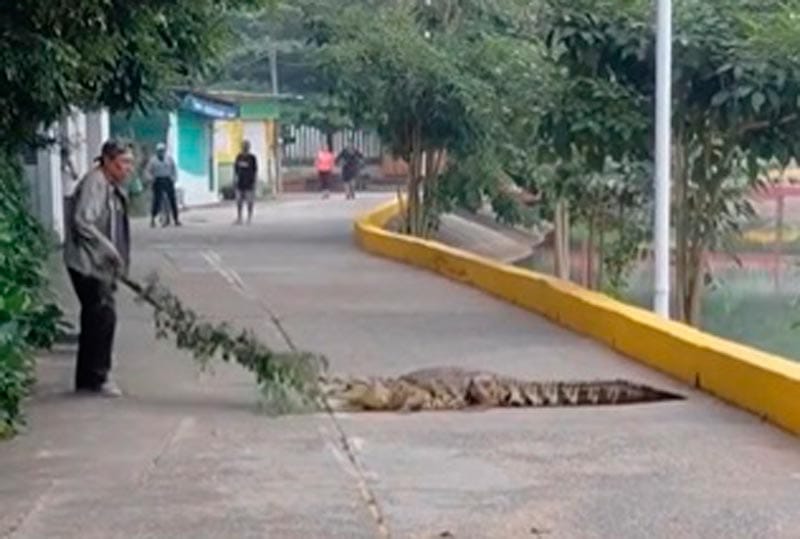 Cocodrilo irrumpe en calles de Veracruz y desata pánico