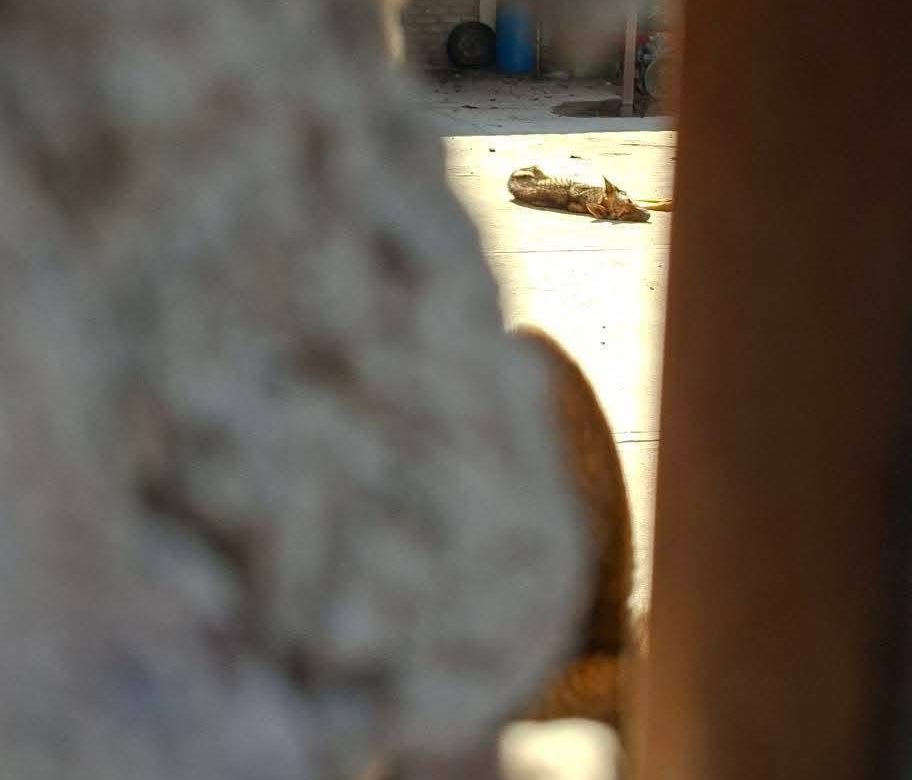 Denuncia ciudadana por presunto abandono y maltrato animal en Zacatecas