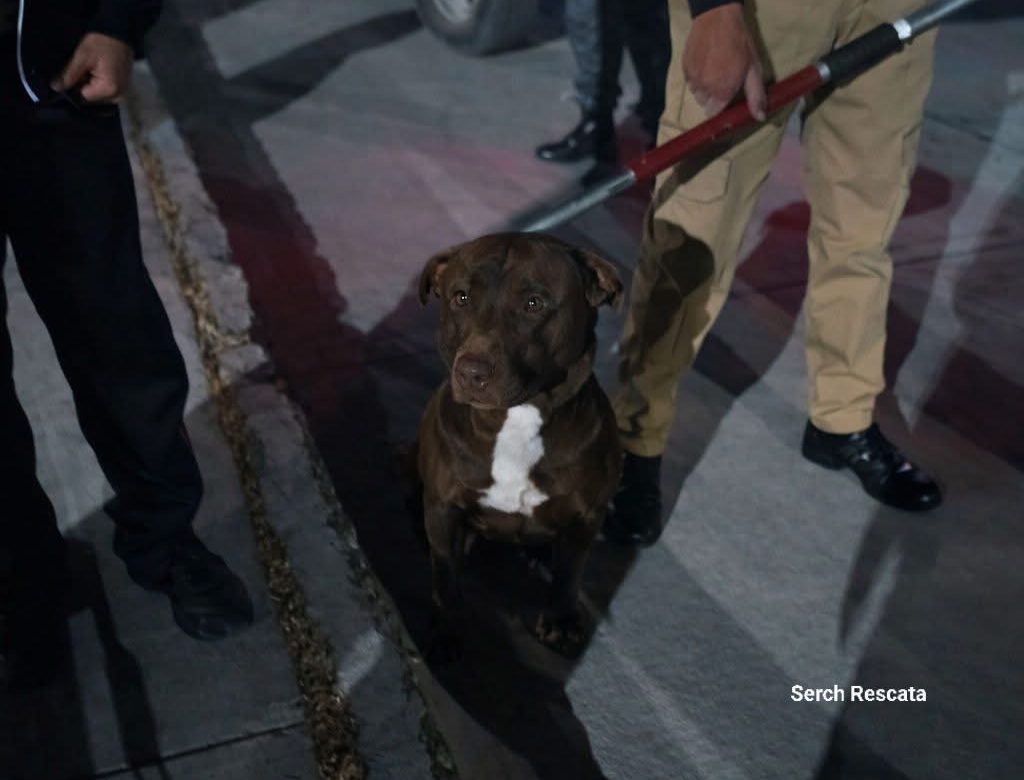Versiones encontradas tras ataque de perro en Fresnillo