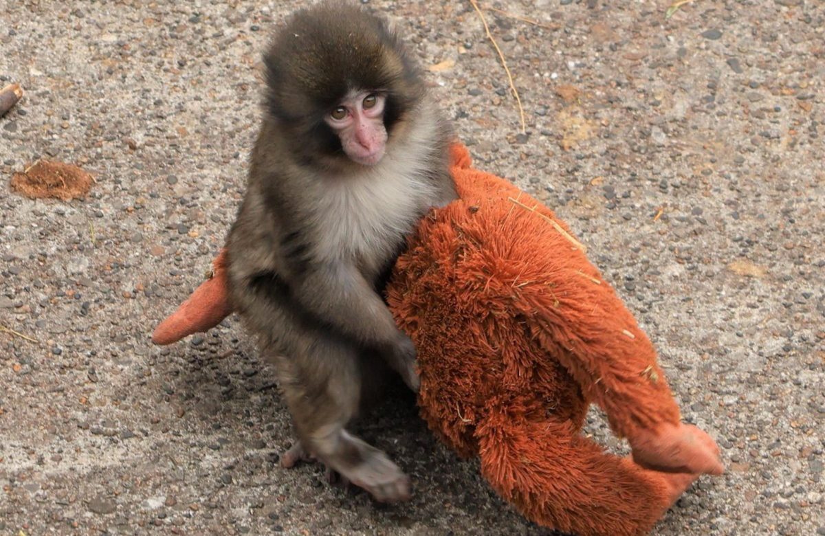 El mono Punch y su inseparable peluche conquistan Japón