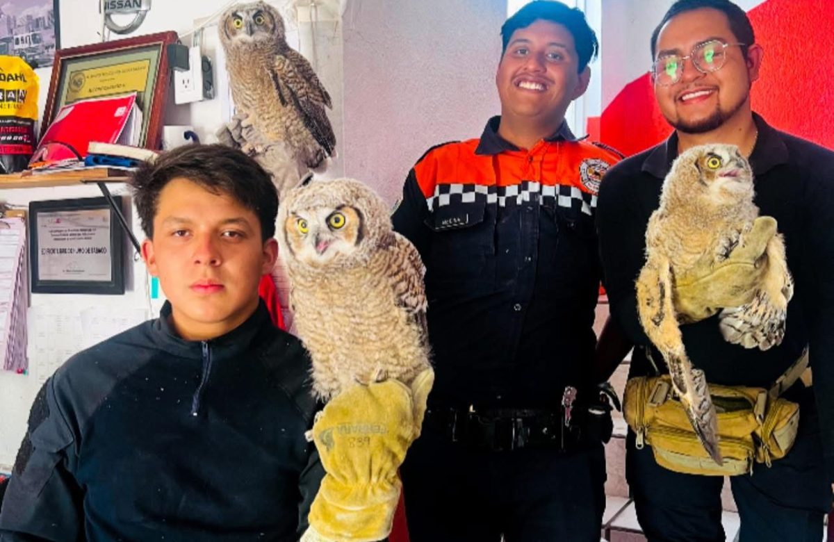 Rescatan a tres crías de búho en bodegas abandonadas de Río Grande