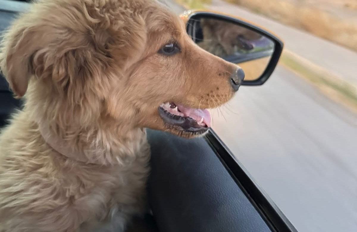 HASTA QUE LAS REDES EXPLOTARON: RESCATAN A PERRITO TRAS TRES INTERVENCIONES EN FRESNILLO