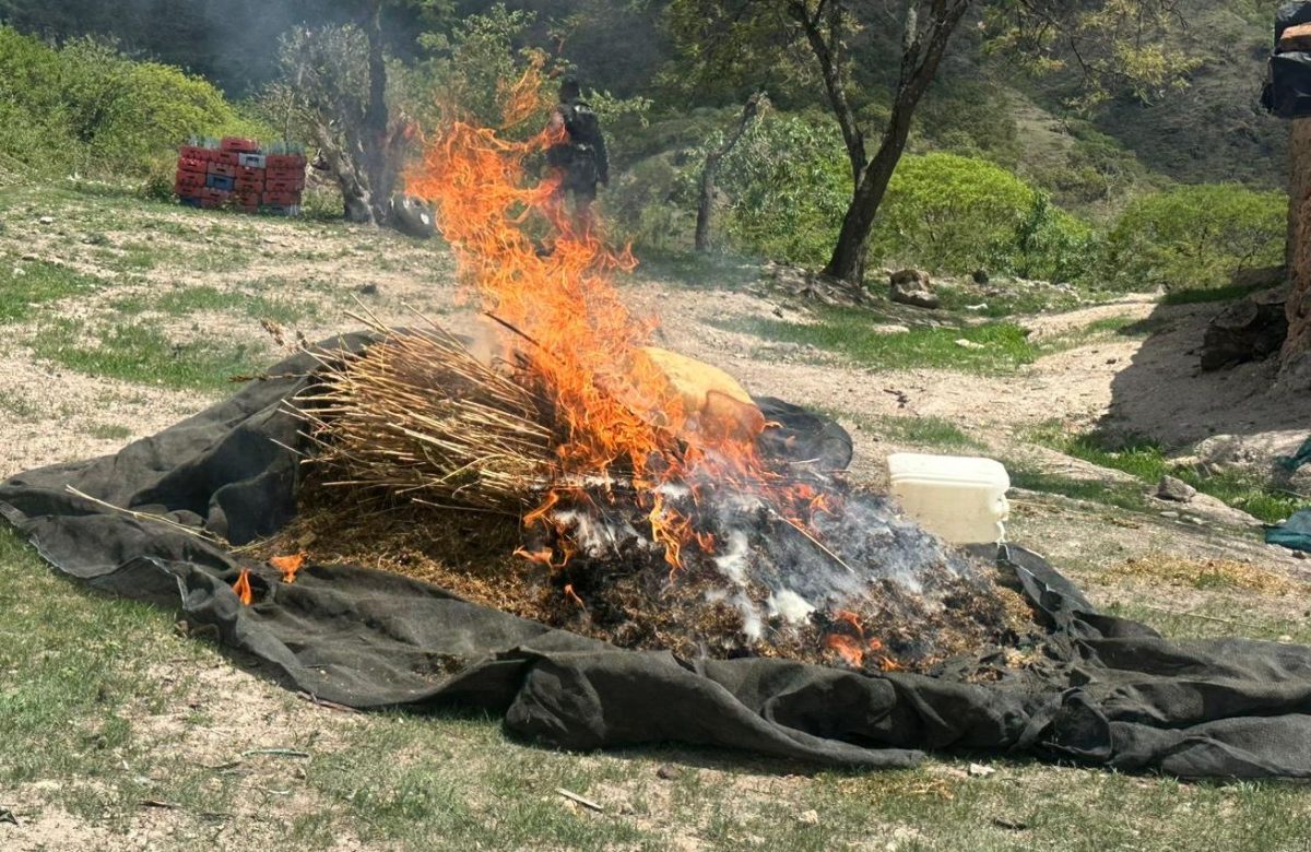 Golpe al crimen en Zacatecas: destruyen 300 kilos de marihuana y aseguran seis vehículos